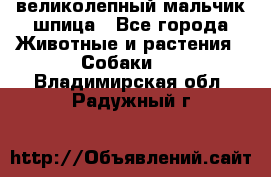 великолепный мальчик шпица - Все города Животные и растения » Собаки   . Владимирская обл.,Радужный г.